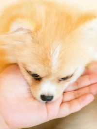 คาเฟ่หมาปอม ศาลายา Happy Pom Dog 