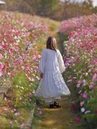 絶景に出逢える！本当は教えたくない天空の花園🌸