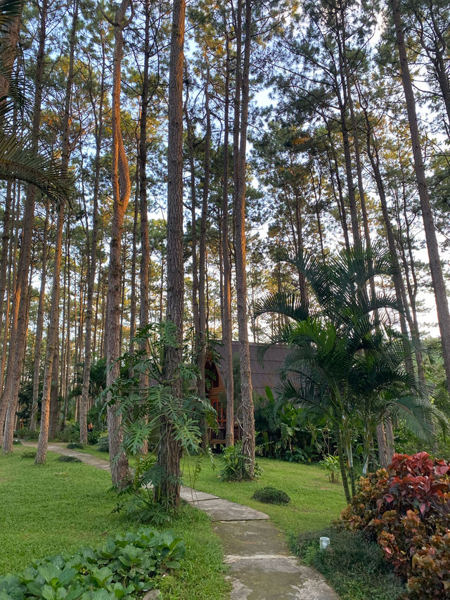 ฤดูฝนที่สวนป่าดอยบ่อหลวง 🏡🪵🌲🔥