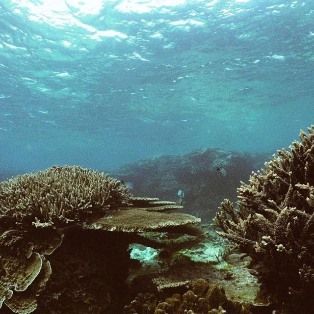 The Great Barrier Reef