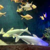Aquarium Vinpreal Nha Trang