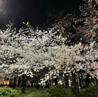 名古屋名城公園：親子賞櫻好去處，適合春天戶外活動