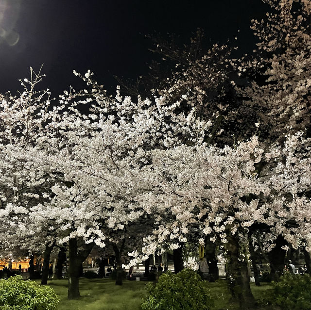 名古屋名城公園：親子賞櫻好去處，適合春天戶外活動