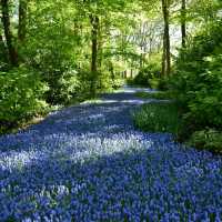 A flower Heaven
