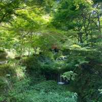 京都三千院 ⛩️🍵 寧靜緻雅的好去處 ✨