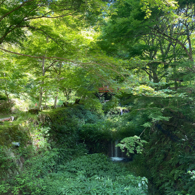京都三千院 ⛩️🍵 寧靜緻雅的好去處 ✨