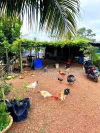 Cute Farm Animals at Mu Mu Farm 