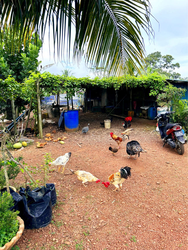 Cute Farm Animals at Mu Mu Farm 