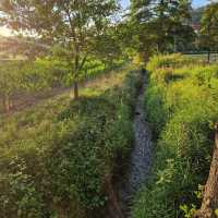 Black Forest: A Journey Through Germany’s Mystical Woodland Wonderland