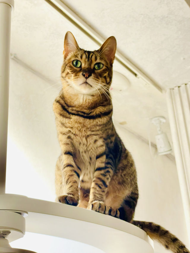 【東京都】猫のふれあいパーク「ニャンジャタウン」 【東京都】猫のふれあいパーク「ニャンジャタウン」