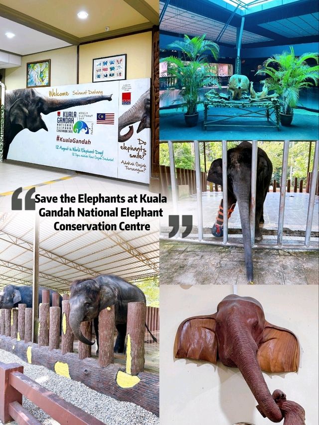 Save the Elephants at Kuala Gandah National Elephant Conservation Centre