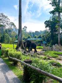 The Importance of Elephant Rescue at Elephant Sanctuary Kuala Gandah