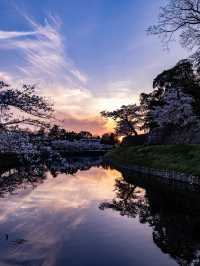 滋賀県桜の名所はここ！彦根城と桜