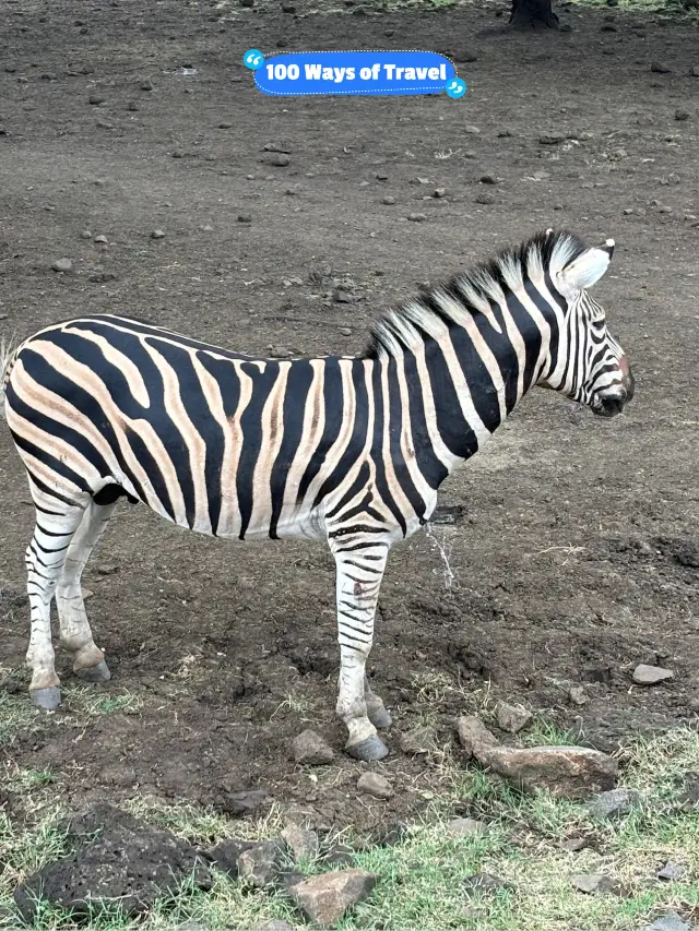 🇲🇺 Casela Nature Parks