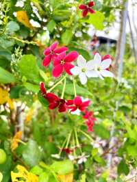 Edible Flower Garden in the Newly Renovated Chinese Garden