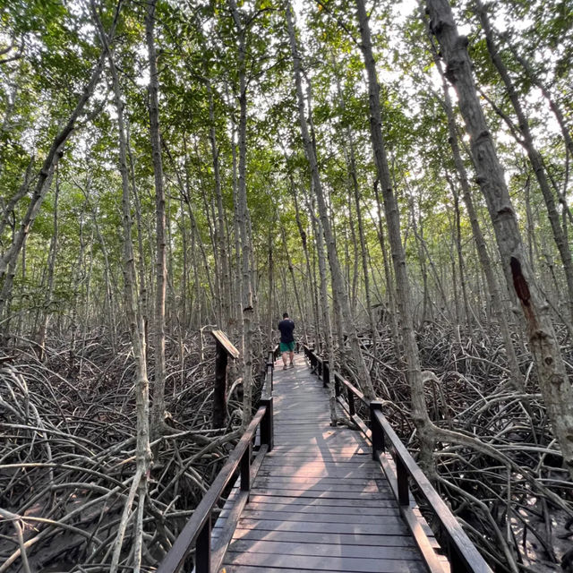 Forest park Thailand 