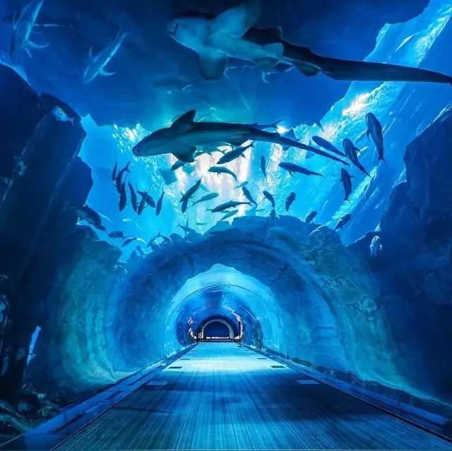 深入探索:迪拜水族館