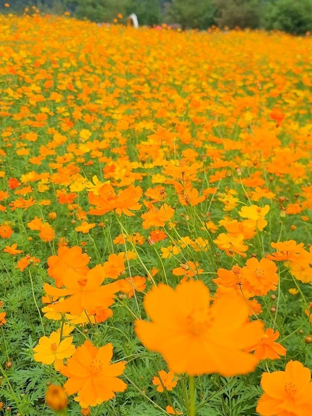 너무 예쁜 가을 물결이 펼쳐지는 연천여행지🧡