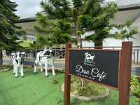 Desa Dairy Farm, Kundasang