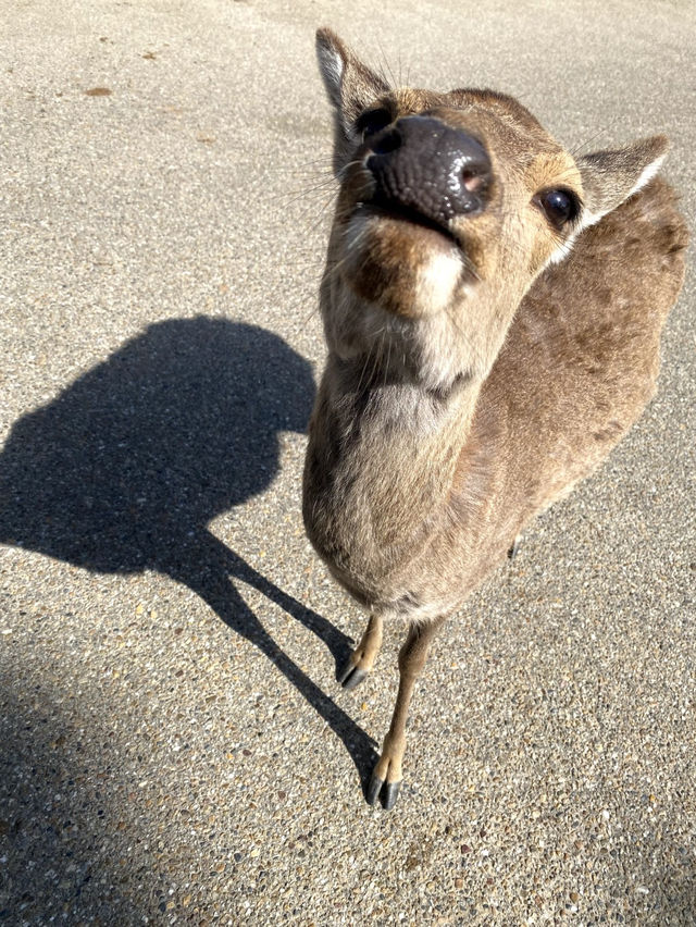 【神の使いがたくさん🦌奈良公園🌲】