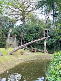 Outdoor Adventure at Singapore Zoo
