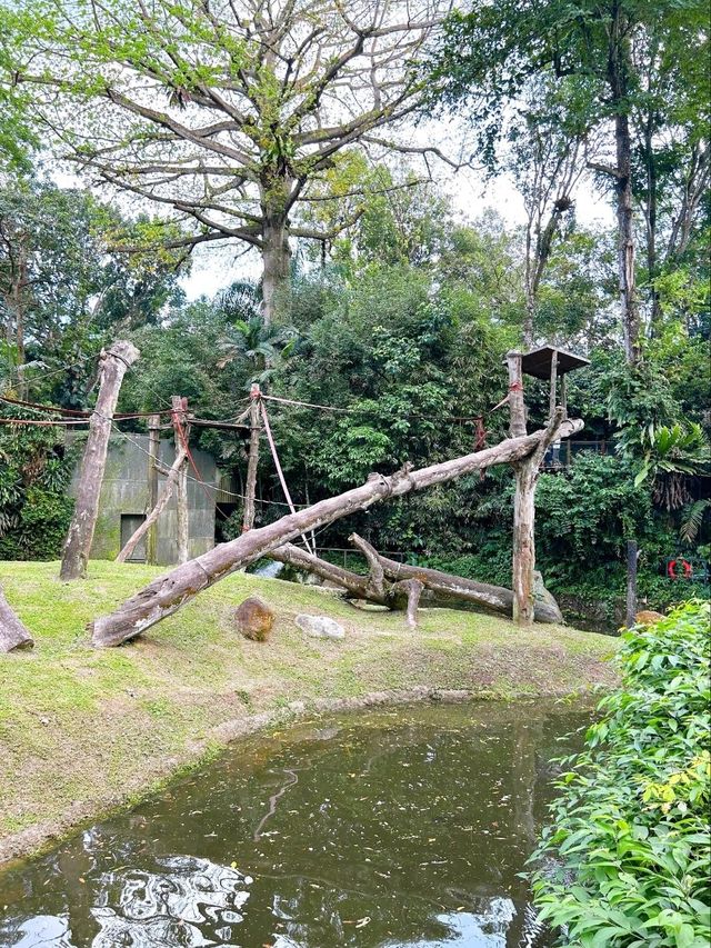 Outdoor Adventure at Singapore Zoo