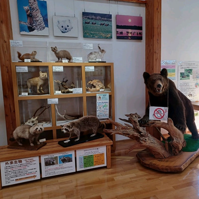 サロベツ湿原センター:北海道豊富町】迫力のあるヒグマの剥製を見に行