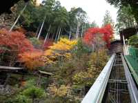 [四國] 乘纜車才可登上的天空露天紅葉風呂