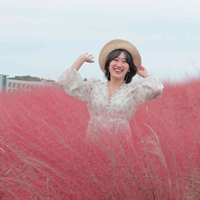 안성팜랜드 핑크뮬리가 아주 예쁘게 폈어요!