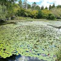 Ryoanji Temple