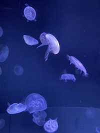 【池袋】屋上にある天空水族館🐟