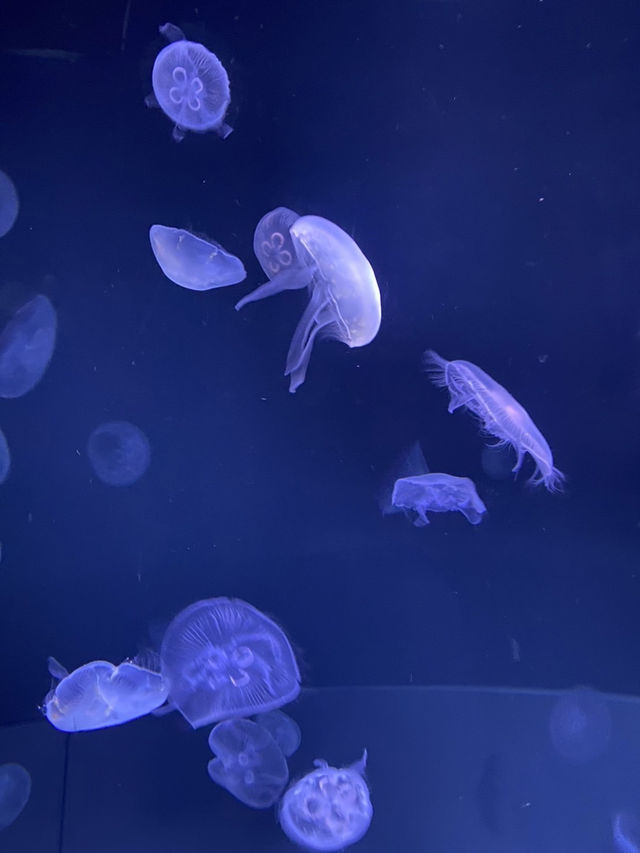 【池袋】屋上にある天空水族館🐟