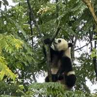   A Day in Panda Paradise: Exploring Chengdu Research Base