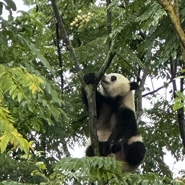   A Day in Panda Paradise: Exploring Chengdu Research Base