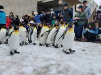 旭川動物園 邂逅企鵝散步