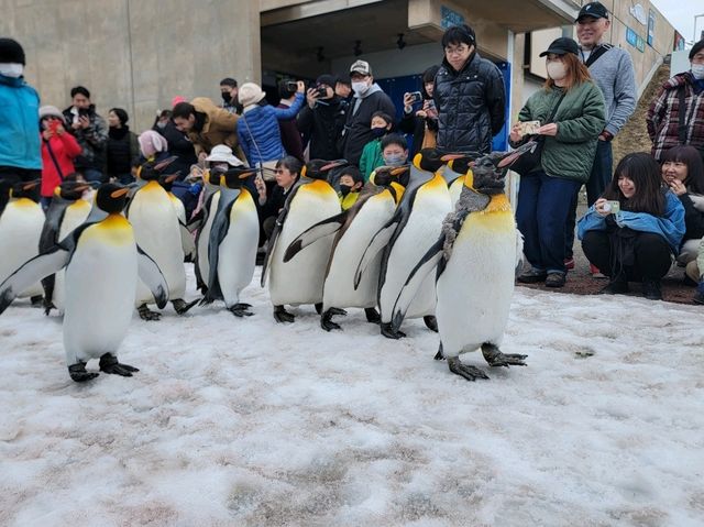 旭川動物園 邂逅企鵝散步