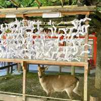 奈良°ㅣ原始森林中的千年神社ㅣ被鹿包圍的春日大社