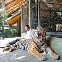 Tiger kingdom กับเหล่าแมวหางใหญ่ 🐯