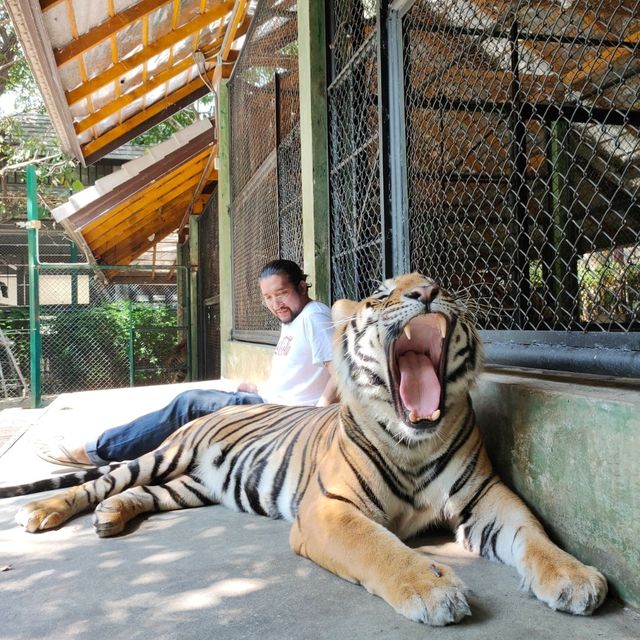 Tiger kingdom กับเหล่าแมวหางใหญ่ 🐯