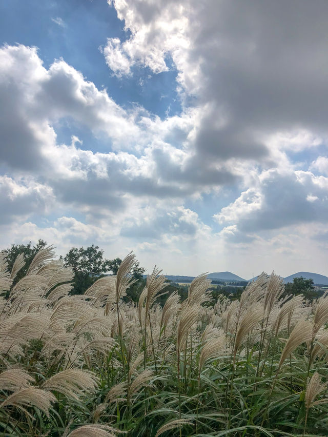 제주 새별오름 전경 2