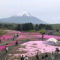 【山梨】富士芝桜まつり