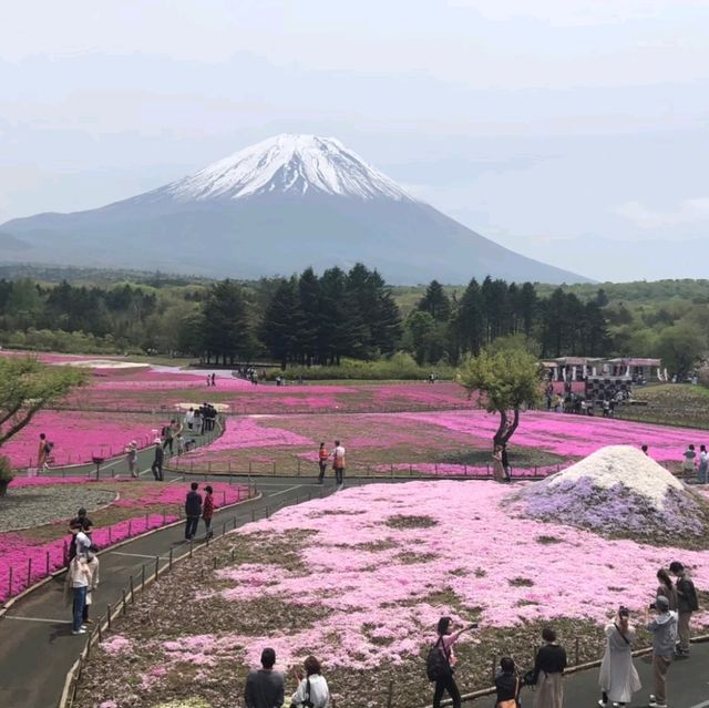 【山梨】富士芝桜まつり