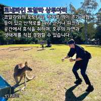 호주 브리즈번 로네파인 코알라 상투아리🇦🇺