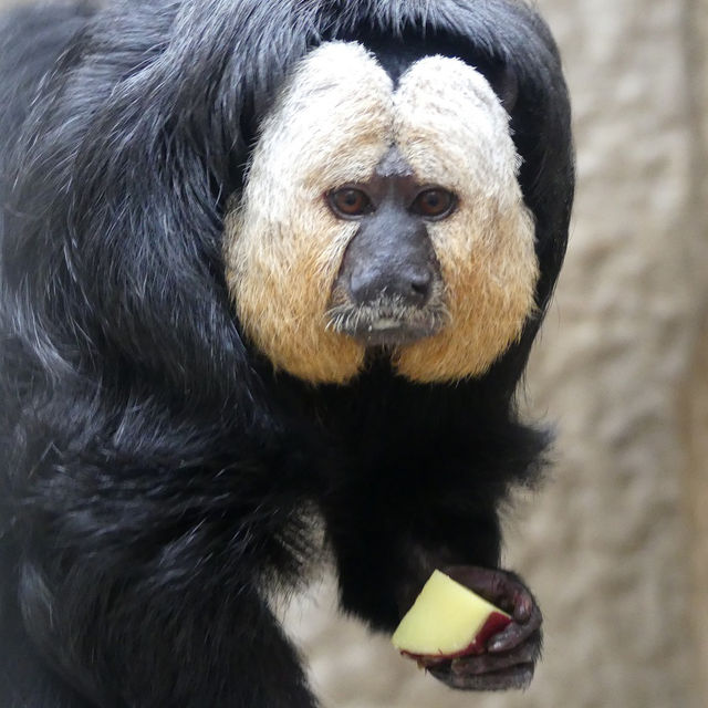 動物園系列（一）～上野動物園