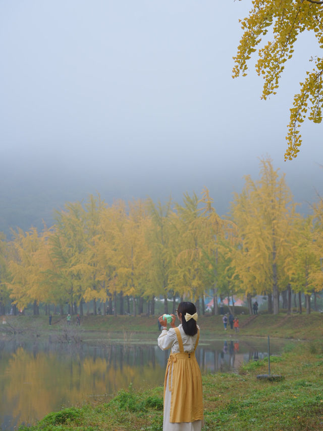 (실시간) 청주에서 40분, 괴산 문광저수지 은행나무 실시간💛