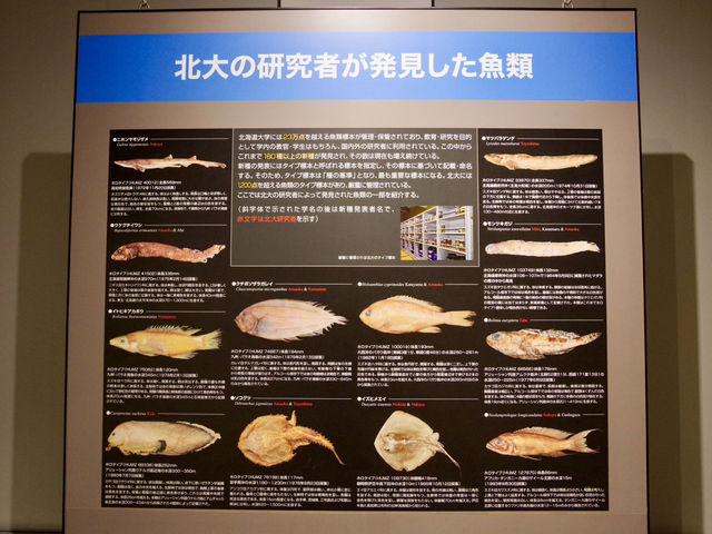 【北海道・札幌】無料の域を超えた必見博物館🎓