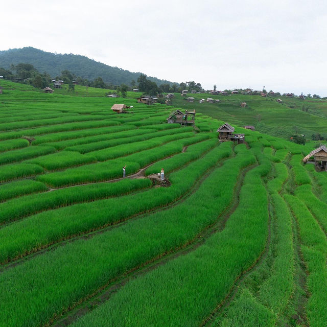 ป่าบงเปียง ที่พักไหนดี?