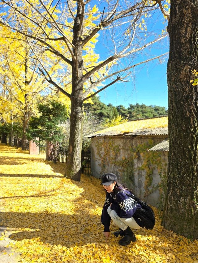 노랑카펫 인생샷을 만나고 싶다면 여기💛