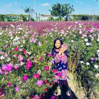 Pink Paradise: Pyeongtaek’s Autumn Gem