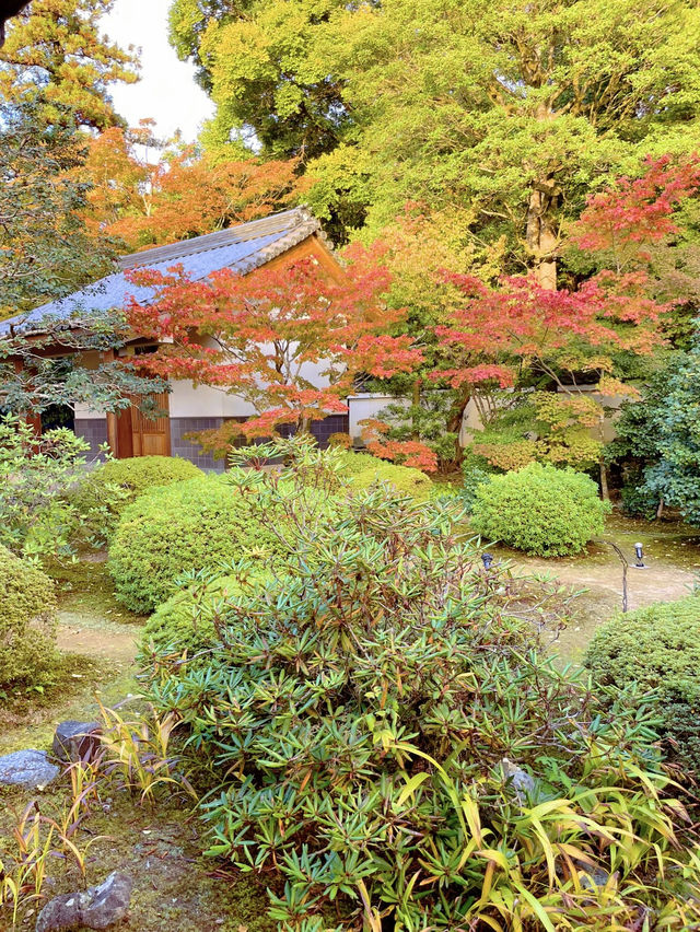 京都観光🥰🩷随心院🩷魅惑の和傘の光の祭典⛱️✨